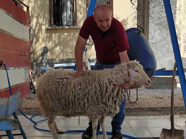 MEHMET selçuklu adak, meram adak, selçuklu adakçı, meram adakçı, adak kesen yerler,